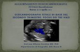 10 a cerekja ecografia fetale di base del ii trimestre