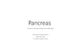 Pancreas Generalidades