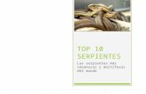 Top 10 serpientes