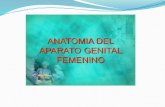 Anatomia del aparato genital femenino