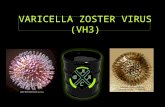 Varicella zoster virus (vh3) Ingreso Del Virus