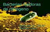 Bacterias fijadoras de nitrógeno