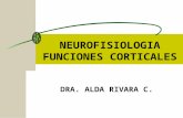 Funciones corticales  2012
