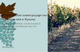 Возрождение виноградарства и виноделия в Крыму