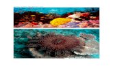 снимки от кораловия бариерен риф