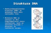 Replikacija DNA