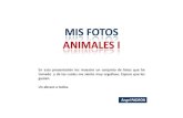 014 MIS FOTOS - ANIMALES I