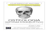 11127156 apostila-anatomia-sistema-esqueletico