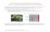 Tema15- Xilema- Hipertextos de Botánica Morfológica