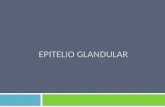 Epitelio glandular