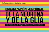 Organización funcional de la neurona y la glía