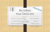 011.eq5.acidos nucleicos