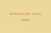 1º bac reproducción animais