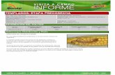 Agrotestigo-Maiz DEKALB-Campaña 1213-Informe Pre-cosecha Nº61