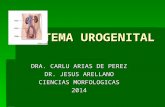 Sistema urogenital