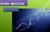 áCidos nucléicos.nucleic acids