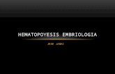 Hematopoyesis embriologia