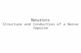 Neurons structure and nerve impulse