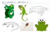 Els animals, amfibis i rèptils 2015
