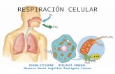 Respiración celular presentación1