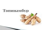 Atameken Startup Semey 6-8 of June "Топинамбур"