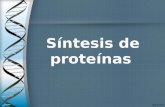 Sintesis de proteinas final