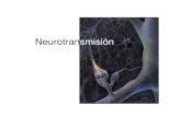03- Neurotransmisión