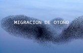 Noticia: Migración de otoño (Llucia)