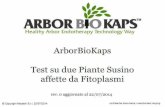 Test su piante susino affette da fitoplasmi