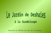 Jardin  Deshaies Guadeloupe