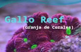 Presentacion Gallo Reef