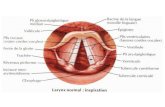 Larynx schémas