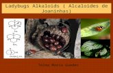 Alcaloides em joaninhas