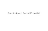 Crecimiento facial prenatal