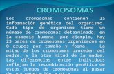 Cromosomas expo