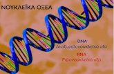 Δομή DNA-RNA