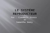 Le systéme reproducteur   clauderic sirois 3