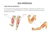 Músculs1 (3-3-15)