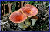 Rein Fungi