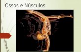 Ossos e músculos