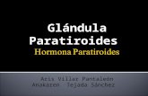 Hormona paratiroides
