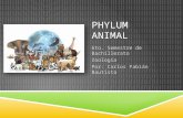 Phylum Animal