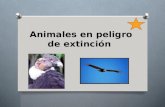 Animales en peligro :Cóndor Andino