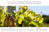 Le cinsault, cepage pour vin rose du Luberon