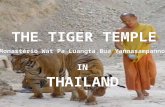 THE TIGER TEMPLE