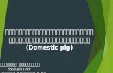 Domestic pig