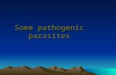 7..some pathogenic parasites