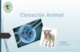 Clonación Animal
