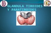 anatomia de la glandula tiroides y paratiroides