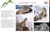 Редкие виды животных и растений в Кыргызстане